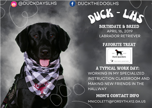 duck