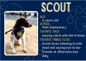 scout