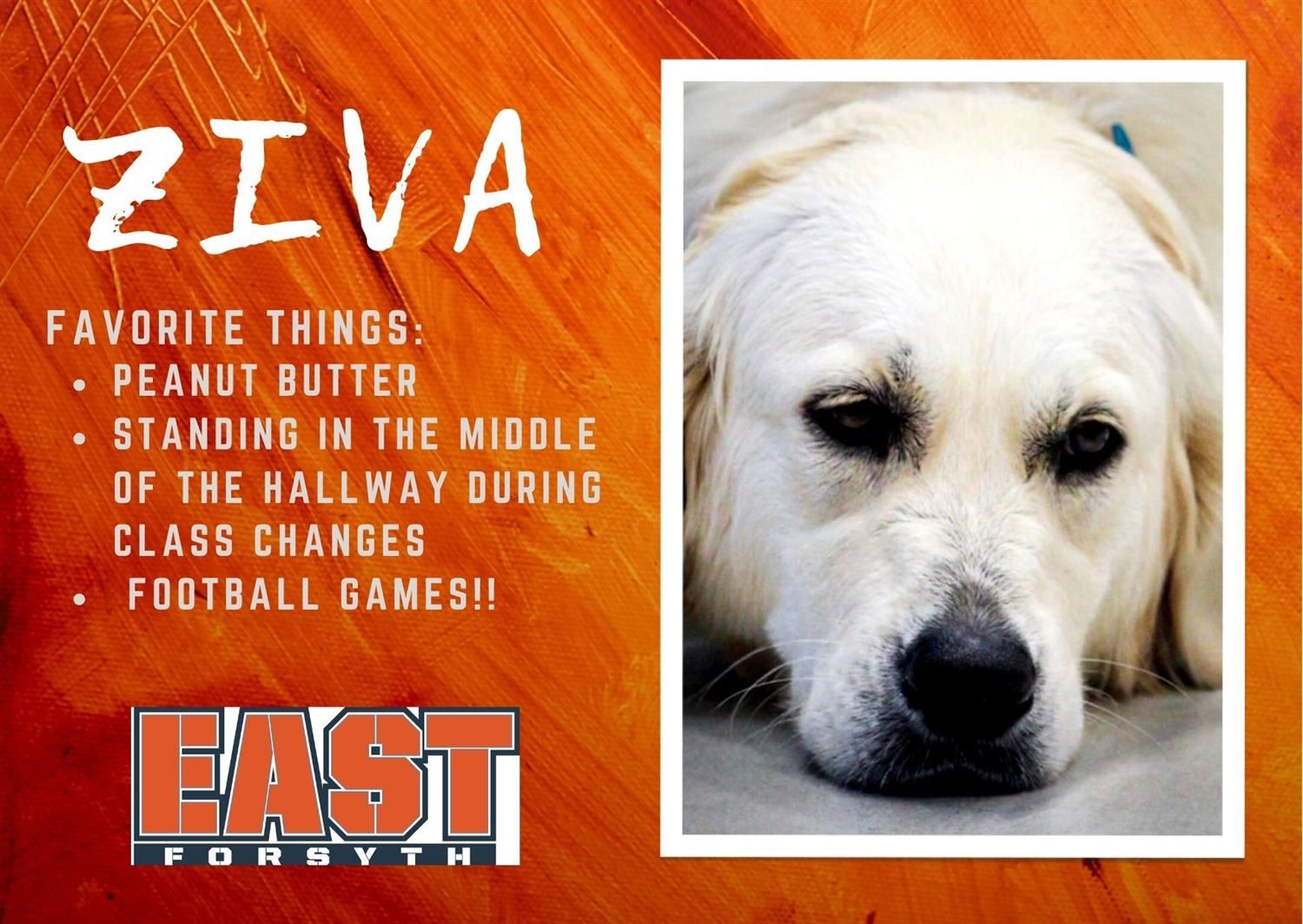 Ziva
