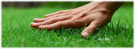 Turf Management
